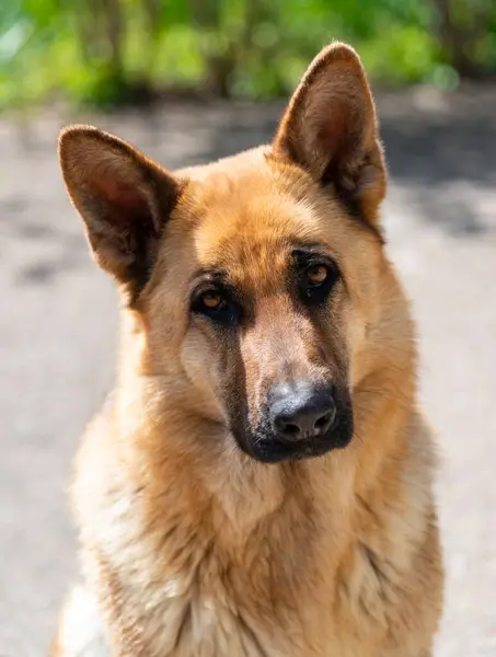 Portret Van Een Oost Europese Herdershond Vrouwelijke Hond Kijkt Naar Stockfoto