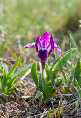 Nesli tükenmekte olan bozkır bitkisi pigme iris ya da cüce iris (Iris pumila), Ukrayna 'nın Kırmızı Kitabı