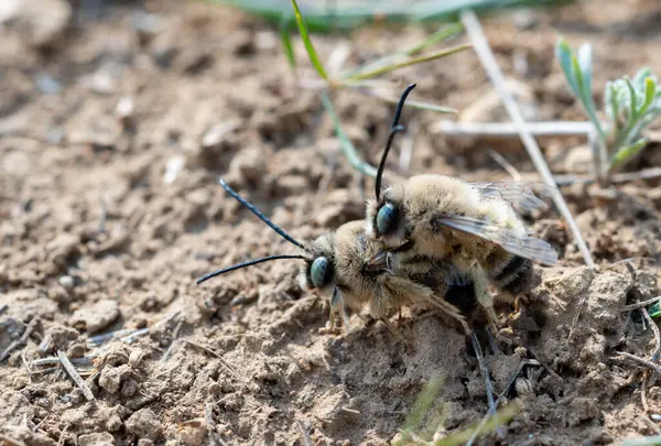 Wild bees during the breeding season, males fight for the opportunity to mate with females. Ukraine