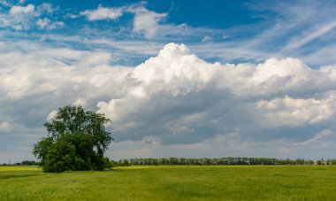 Yeşil buğday tarlasında beyaz kümülüs bulutları, Ukrayna