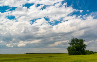 Yeşil buğday tarlasında beyaz kümülüs bulutları, Ukrayna