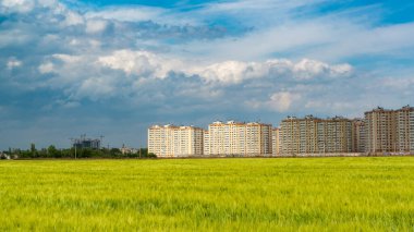 Yeşil buğday tarlasında beyaz kümülüs bulutları, arka planda evler, Ukrayna