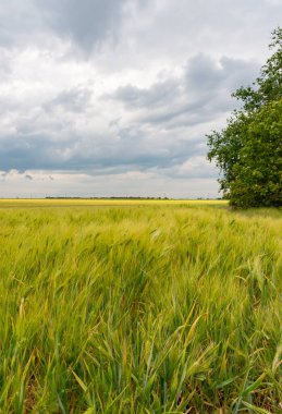 Yeşil buğday tarlasında beyaz kümülüs bulutları, Ukrayna