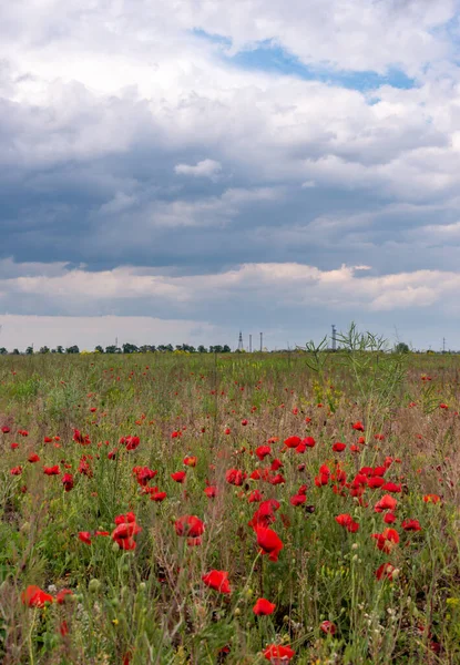 Papaver rhoeas (common poppy, corn poppy, corn rose, field poppy), flowering plants from the steppe