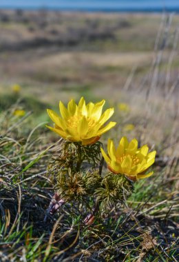 Adonis vernalis - bahar sülünü gözü, sarı sülün gözü, ilkbaharda filizlenen vahşi otların arasında, Ukrayna 'nın kırmızı kitabı,