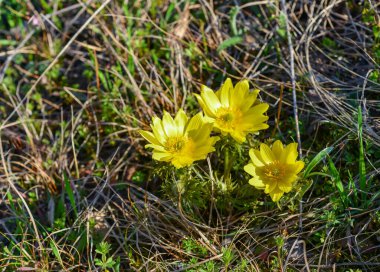 Adonis vernalis - bahar sülünü gözü, sarı sülün gözü, ilkbaharda filizlenen vahşi otların arasında, Ukrayna 'nın kırmızı kitabı,