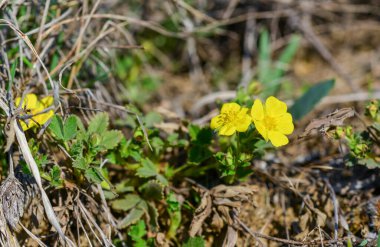 Potentilla arenia - Ukrayna 'nın Tiligul halklarının kıyısındaki Steppe' de baharda sarı çiçeklerle çiçek açan bitkiler