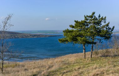 Doğa manzarası, Ukrayna 'nın güneyindeki Tiligul halklarının kıyısında yalnız çam ağacı.