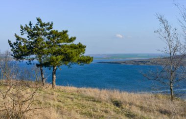 Doğa manzarası, Ukrayna 'nın güneyindeki Tiligul halklarının kıyısında yalnız çam ağacı.