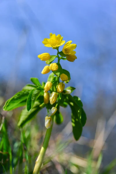 Leonticeae Gymnospermium Odessanum Весна Перша Весняна Квіткова Рослина Дикій Природі — стокове фото