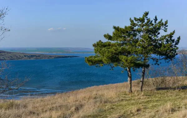 Doğa manzarası, Ukrayna 'nın güneyindeki Tiligul halklarının kıyısında yalnız çam ağacı.