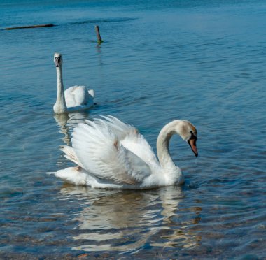 Dilsiz kuğu (Cygnus olor), Ukrayna 'nın güneyindeki Tiligul haliçlerinde iki kuğu kıyıya yakın yüzer.