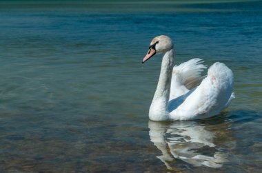 Dilsiz kuğu (Cygnus olor), Kuğu Tiligul 'da kıyıya yakın yüzer.