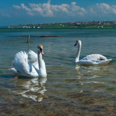 Dilsiz kuğu (Cygnus olor), Ukrayna 'nın güneyindeki Tiligul haliçlerinde iki kuğu kıyıya yakın yüzer.