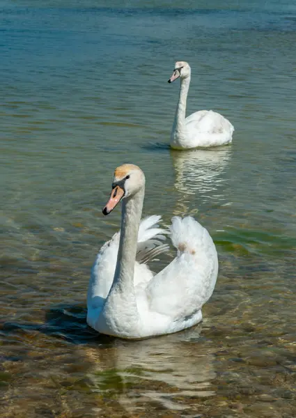Mute swan (Cygnus olor), two swans swim close to the shore in Tiligul estuary, south of Ukraine