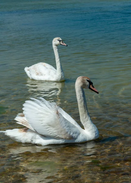 Mute Swan Cygnus Olor Two Swans Swim Close Shore Tiligul — Stock Photo, Image