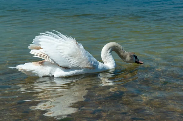 Mute Swan Cygnus Olor Swan Swims Shore Tiligul Estuary Ukraine — Stock Photo, Image