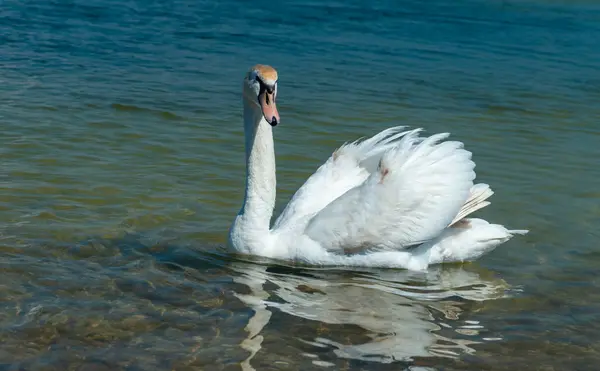 Dilsiz kuğu (Cygnus olor), Kuğu Tiligul 'da kıyıya yakın yüzer.