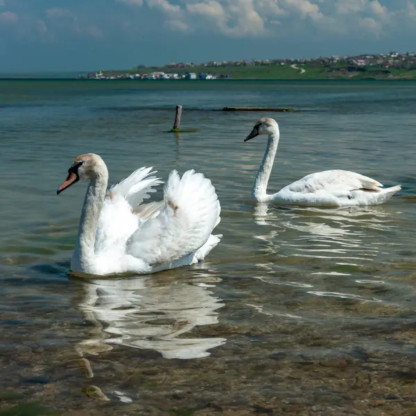 Mute swan (Cygnus olor), two swans swim close to the shore in Tiligul estuary, south of Ukraine