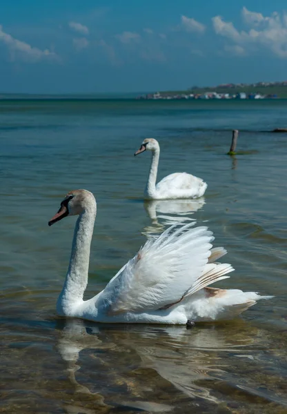 Mute Swan Cygnus Olor Two Swans Swim Close Shore Tiligul Stock Image