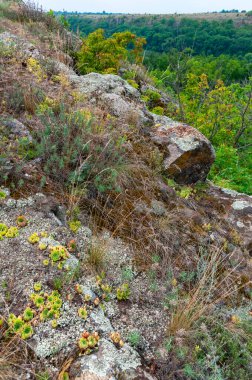 Houseleeks bitkiler (Sempervivum ruthenicum), sonsuza kadar canlı, Güney Bug, Ukrayna kıyıları boyunca granit kayalar üzerinde yosun ve liken arasında büyüyen sulu bitki