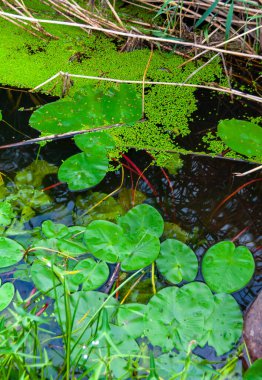 Yüzen su bitkileri, nilüfer çiçekleri Nuphar Lutea 'nın sarı kapsülü Ukrayna' nın güney böcek nehrinde.