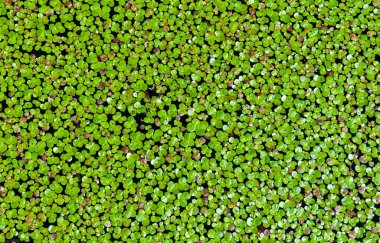Lemna minor (ördek yosunu ya da daha küçük ördek yosunu), Lemna cinsinin bir su bitkisidir. River Southern Bug, Ukrayna