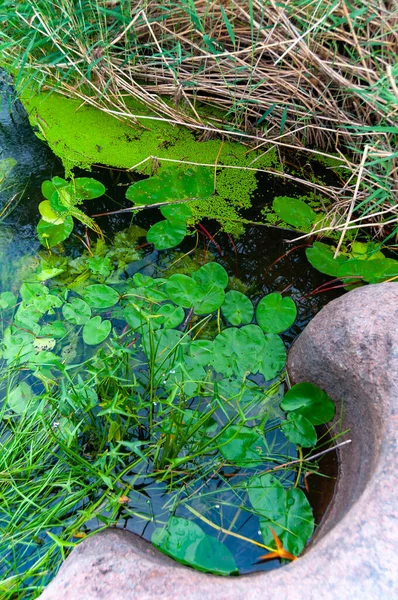 Schwimmende Wasserpflanzen Seerose Nymphaea Candida Und Gelbe Kapsel Nuphar Lutea — Stockfoto