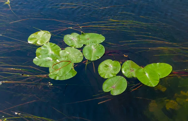 ウクライナ南部バグ川の水生植物 水リリーニンファイアカンジダ イエローカプセルヌファールルテア — ストック写真