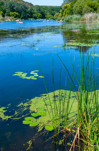 stock image Floating aquatic plants, water lily Nymphaea candida and yellow capsule Nuphar lutea in the Southern Bug river, Ukraine