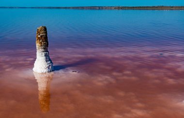 Salt Lake 'de. Ahşap kütüklere kendi kendine yerleşen tuz. Kuruyan bir gölde hipertuzlu su, çevresel bir sorun. Karadeniz, Ukrayna