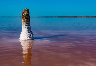 Salt Lake 'de. Ahşap kütüklere kendi kendine yerleşen tuz. Kuruyan bir gölde hipertuzlu su, çevresel bir sorun. Karadeniz, Ukrayna