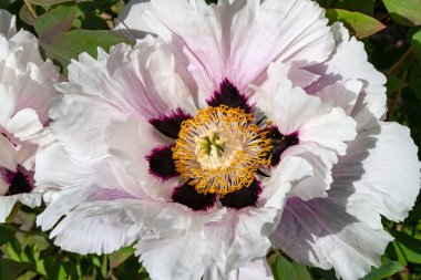 Yakından bakınca, sarı erkekli şakayık çiçekleri.