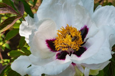 Bal arıları bir şakayığın kırmızı çiçeklerinde nektar ve polen toplarlar.