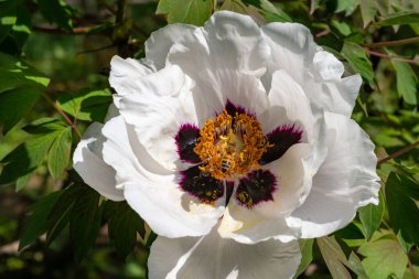 Bal arıları bir şakayığın kırmızı çiçeklerinde nektar ve polen toplarlar.