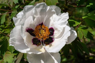 Bal arıları bir şakayığın kırmızı çiçeklerinde nektar ve polen toplarlar.