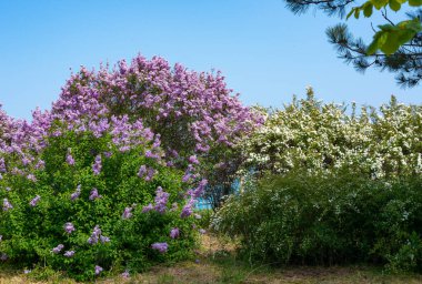 Mavi gökyüzüne karşı çiçek açan leylak çalısı