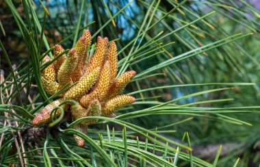 İlkbaharda Ukrayna 'da bir botanik bahçesinde iğne yaprakları arasında bir çam ağacındaki genç koniler.