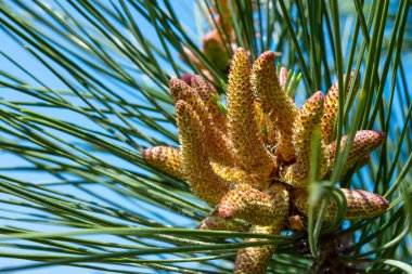 İlkbaharda Ukrayna 'da bir botanik bahçesinde iğne yaprakları arasında bir çam ağacındaki genç koniler.