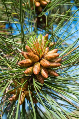 İlkbaharda Ukrayna 'da bir botanik bahçesinde iğne yaprakları arasında bir çam ağacındaki genç koniler.