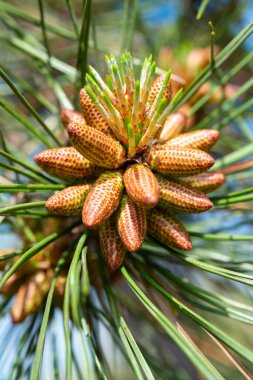 İlkbaharda Ukrayna 'da bir botanik bahçesinde iğne yaprakları arasında bir çam ağacındaki genç koniler.