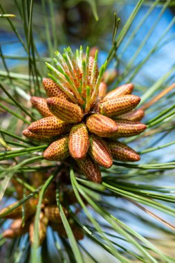 İlkbaharda Ukrayna 'da bir botanik bahçesinde iğne yaprakları arasında bir çam ağacındaki genç koniler.
