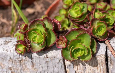 Sedum sp. - Bahçede sulu yapraklarla süslenmiş taş bir tepede.