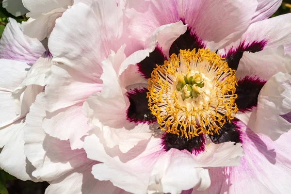 Close-up, flowers of a tree peony with yellow stamens