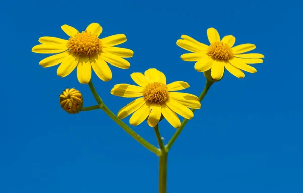 Senecio sp. - wild steppe plant with yellow flowers against blue sky