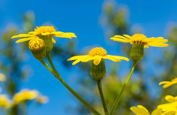Senecio sp. - wild steppe plant with yellow flowers against blue sky
