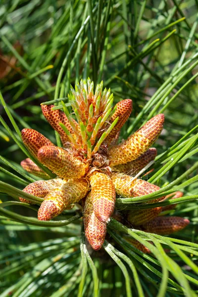 Young Cones Pine Tree Needle Leaves Botanical Garden Spring Ukraine — Stock Photo, Image