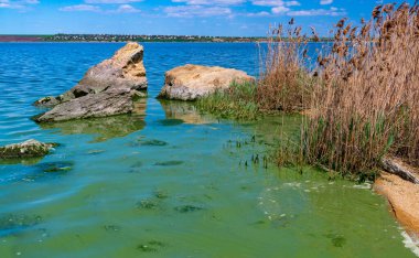 Khadzhibey haliçlerinin ötrofikasyonu, mavi-yeşil alglerin sularında çiçek açması mikrostis aeruginosa ve yeşil alg Enteromorpha sp 'un kitlesel gelişimi..