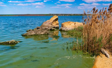 Khadzhibey haliçlerinin ötrofikasyonu, mavi-yeşil alglerin sularında çiçek açması mikrostis aeruginosa ve yeşil alg Enteromorpha sp 'un kitlesel gelişimi..