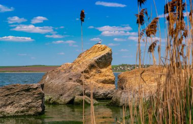 Doğal manzara, deniz kabuğu taşları Ukrayna 'nın güneyindeki Khadzhibey kıyıları yakınlarında.
